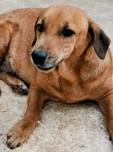 Marla, Adoptable Dog, Niagara
