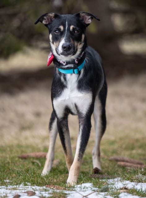 Maroma, Adoptable Dog, Niagara