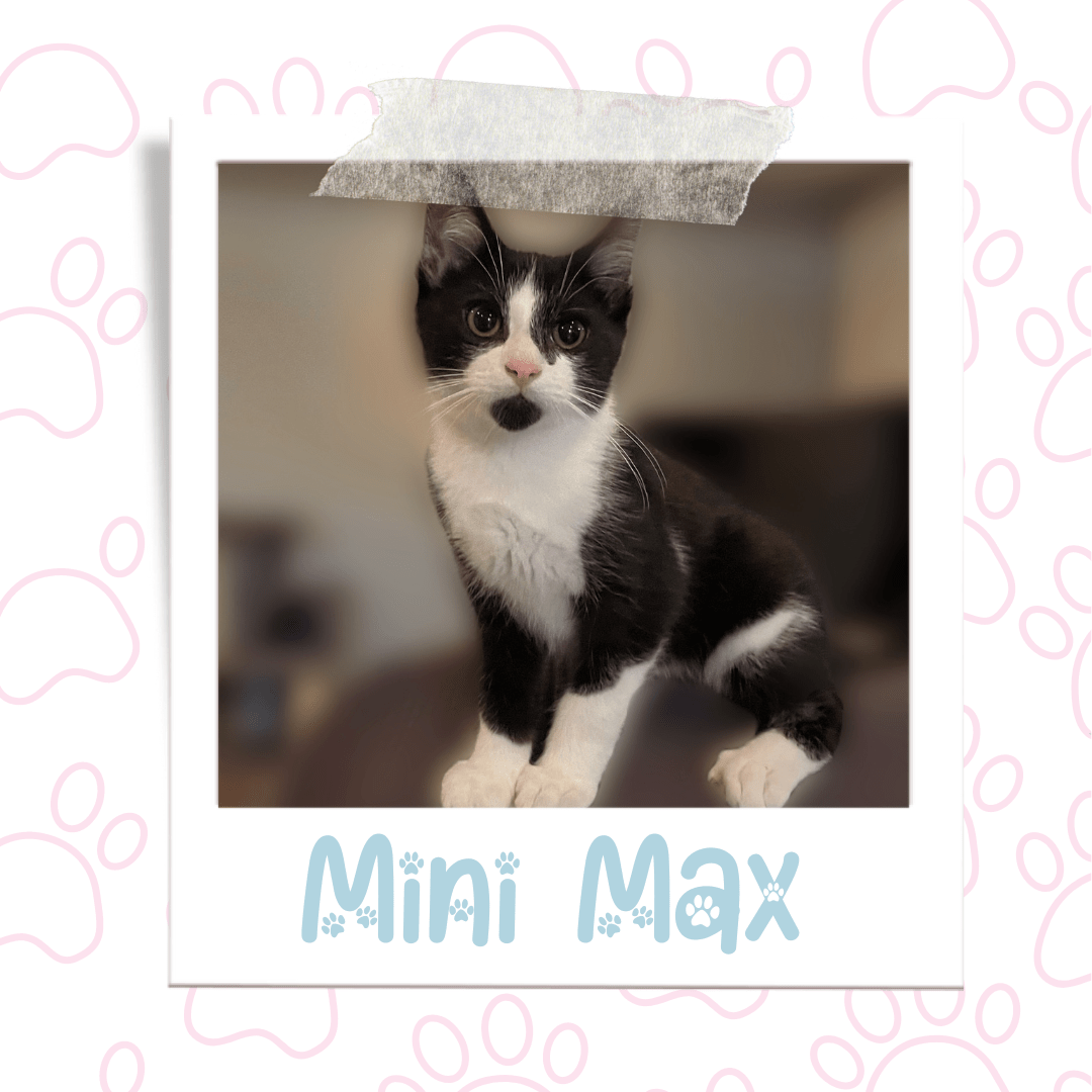 Mini Max | Kitten Available for Adoption | Pets Alive Niagara