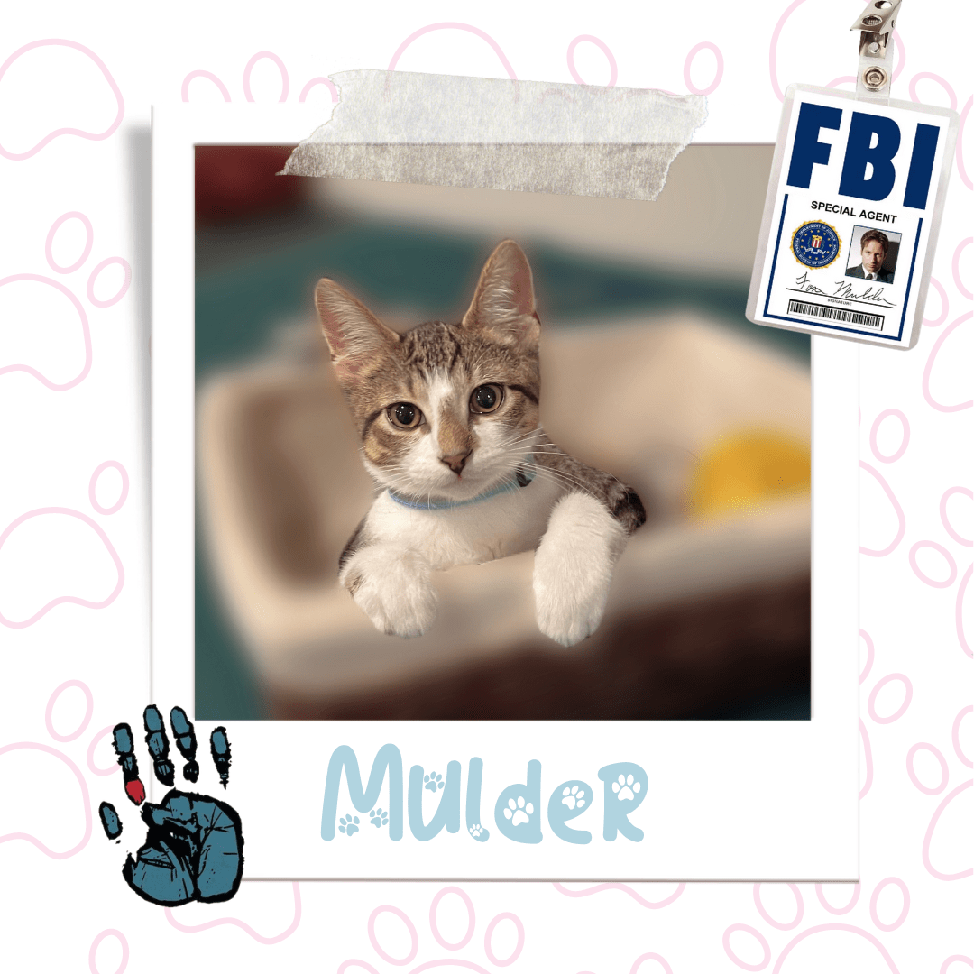 Kitten Available for Adoption in Niagara | Mulder
