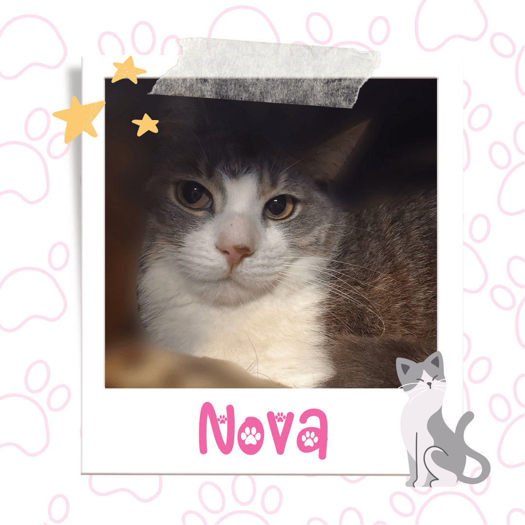 Cat Available for Adoption in Niagara | Nova
