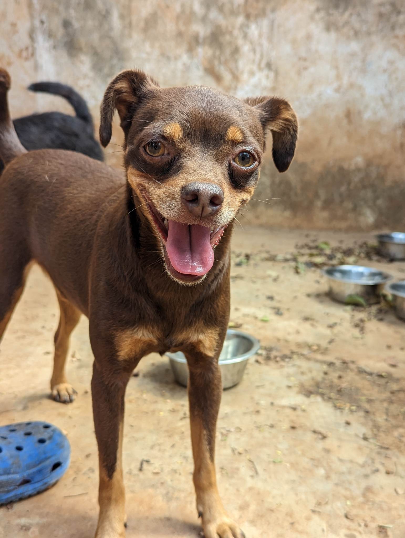 Poli, Adoptable Dog, Niagara