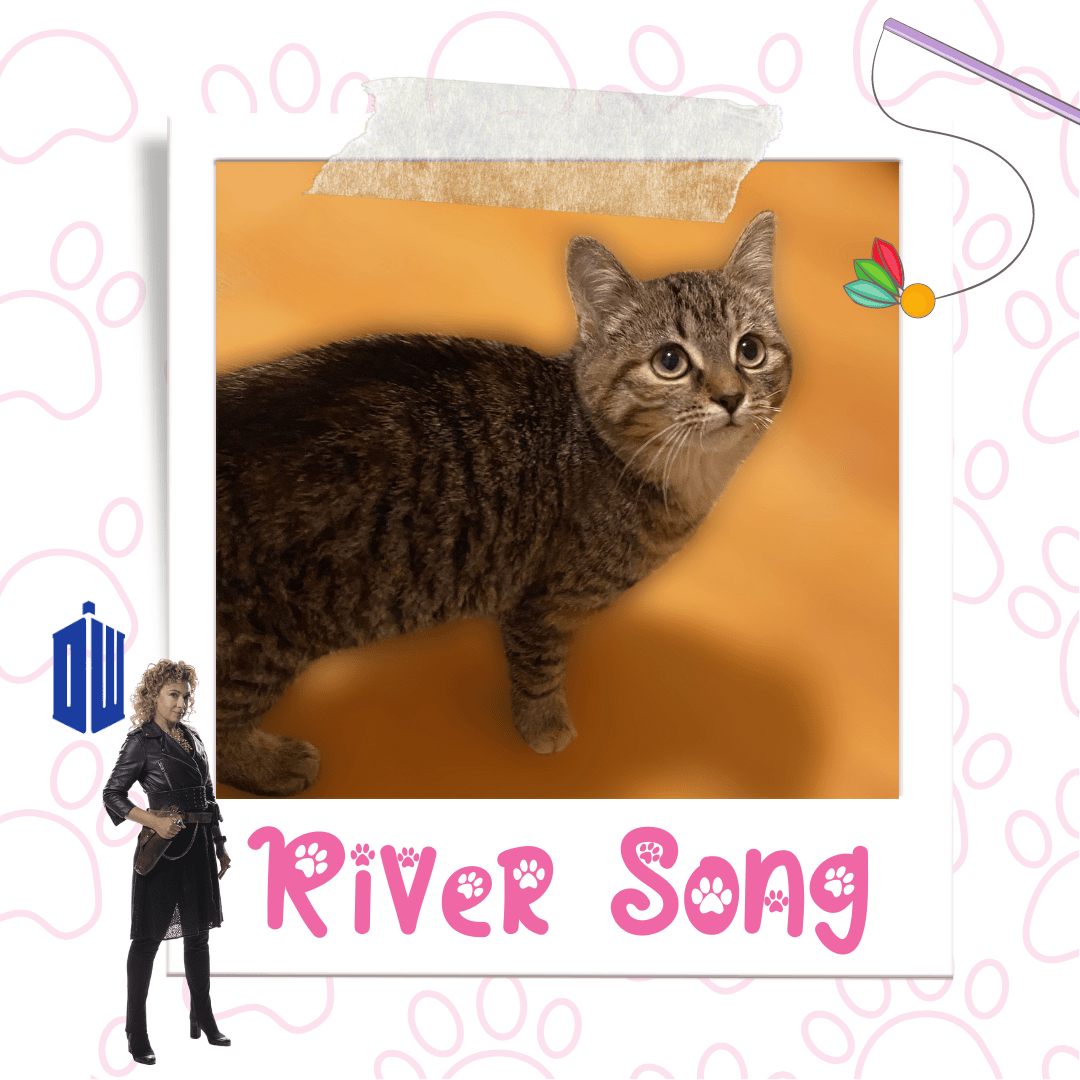 Adoptable Kitten River Song, Pets Alive Niagara