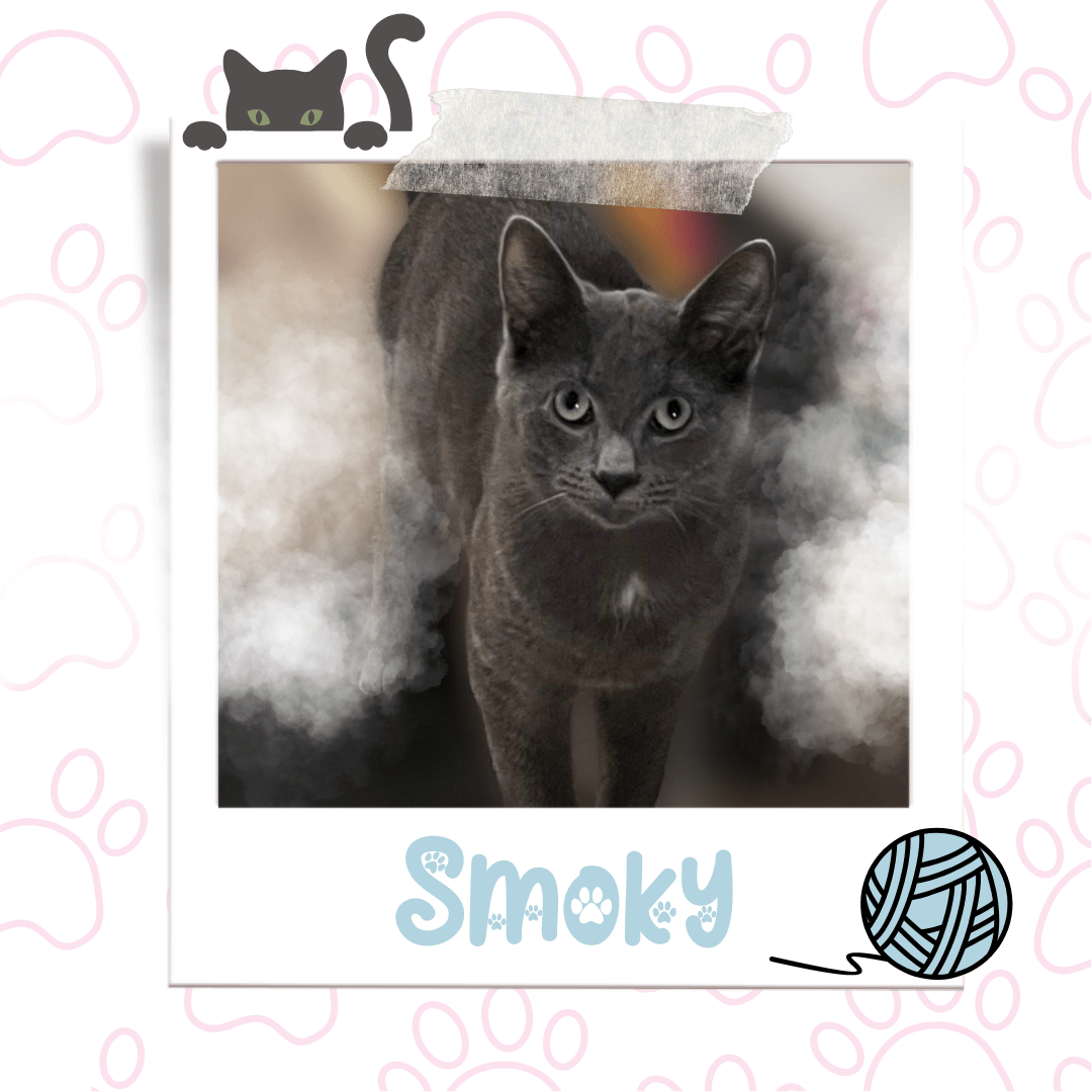 Adoptable Cat Smoky | Pets Alive Niagara