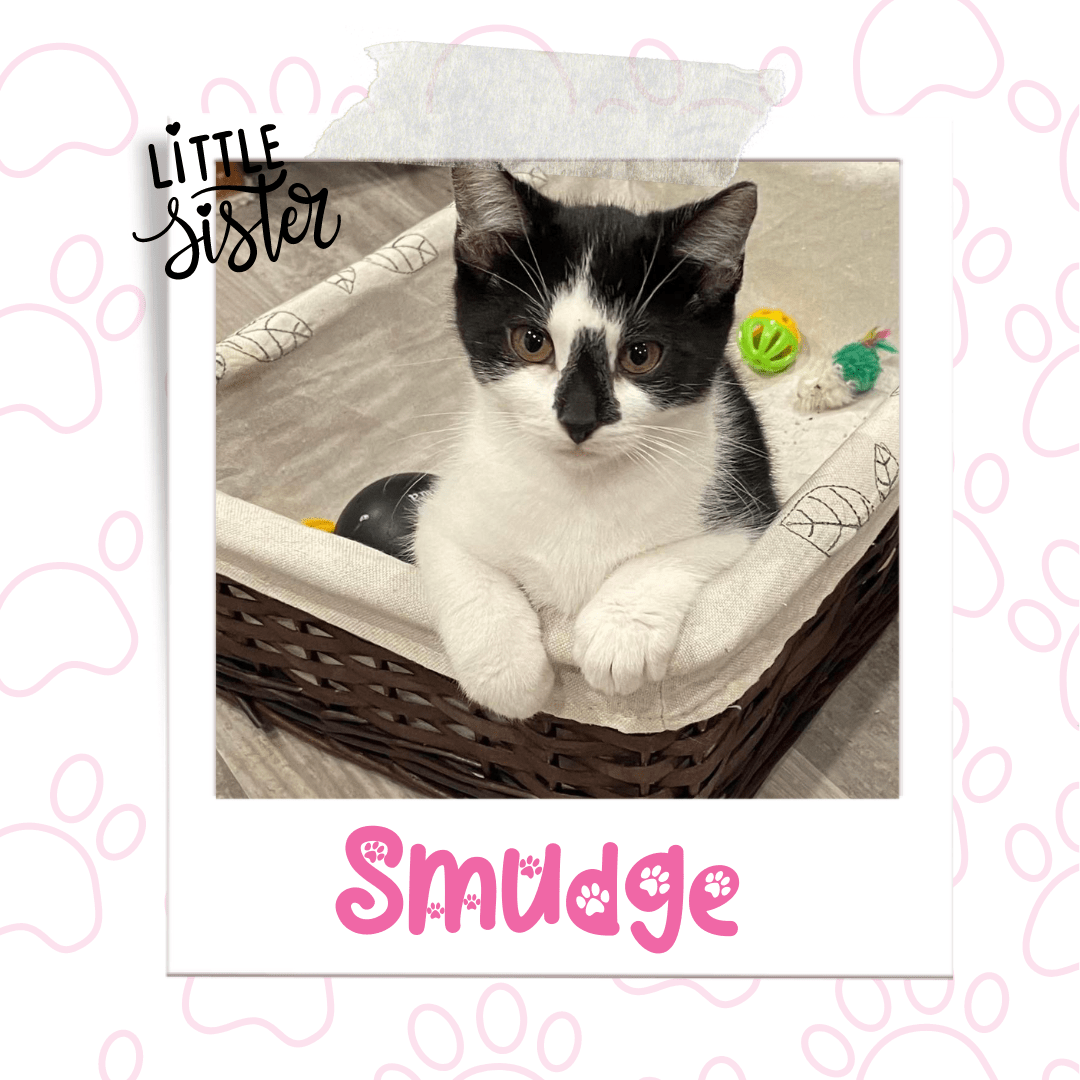 Kitten Available for Adoption in Niagara | Smudge