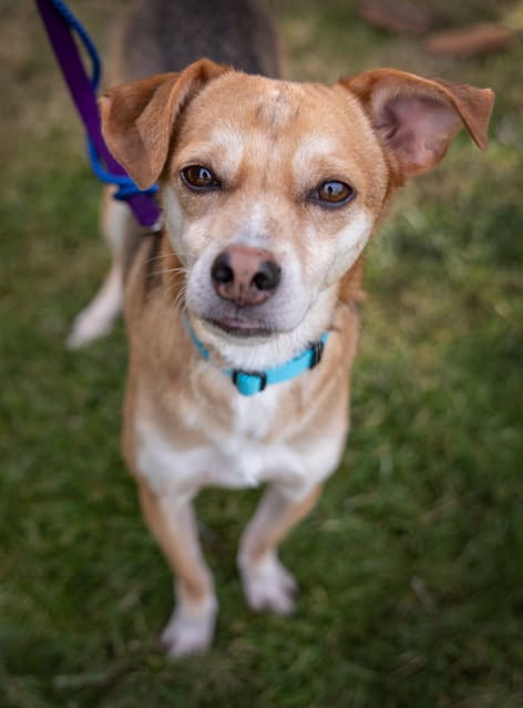 Twinky, Adoptable Dog, Niagara