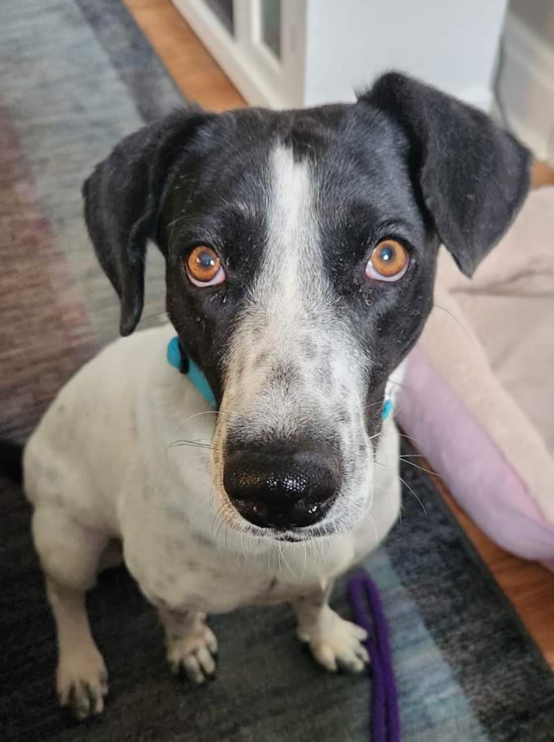 New Dog, Adoptable Dog, Niagara