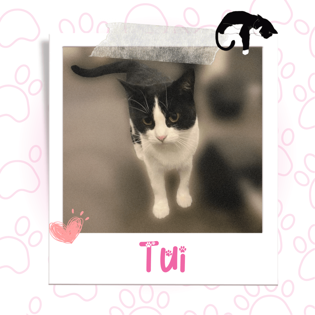 Cat Available for Adoption | Tui | Niagara